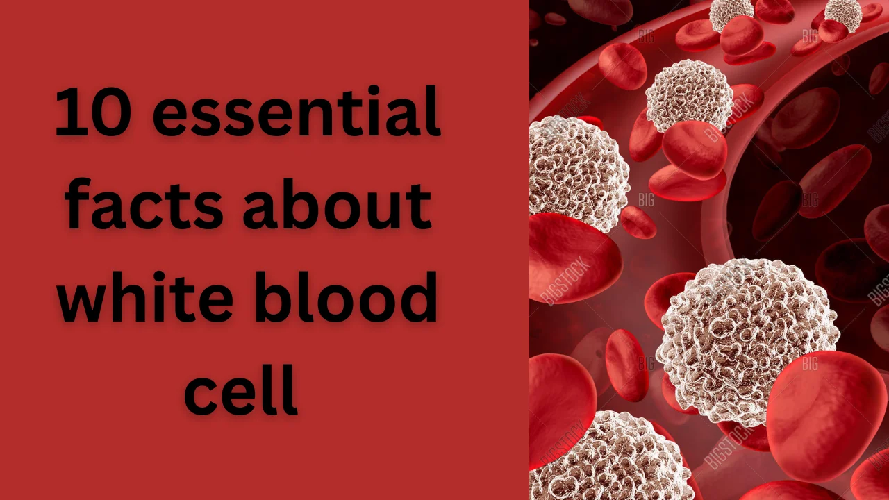 10 Essential Facts About White Blood Cells You Need to Know